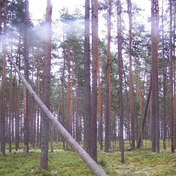 Сандро, Санкт-Петербург